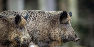 Zwei Wildschweine stehen im Wald (Foto: picture alliance/dpa | Lino Mirgeler)