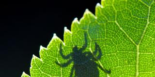 Schatten einer Zecke im Gegenlicht auf einem Blatt (Foto: picture alliance/dpa/dpa-Zentralbild | Patrick Pleul)