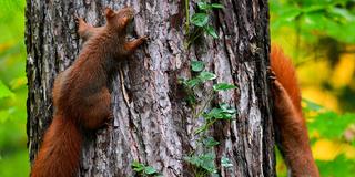 Zwei Eichhörnchen klettern einen Baum hoch. (Foto: picture alliance/dpa | Soeren Stache)