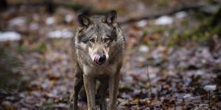 Wolf im Waldgebiet (Foto: picture alliance/dpa/KEYSTONE | Michael Buholzer)