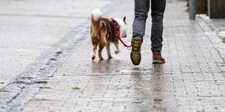 Ein Mann geht mit einem Hund über einen vereisten Weg. (Foto: picture alliance/dpa | Armin Weigel)