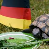 Eine Schildkröte sitzt an einem Teller mit einer Deutschland-Flagge (Foto: dpa)