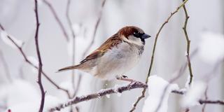 Ein Spatz sitzt im Winter auf einem verschneiten Zweig.  (Foto: dpa/Julian Stratenschulte)