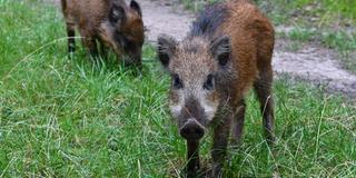 Wildschweine auf einer Wiese (Foto: picture alliance / Paul Zinken/dpa)
