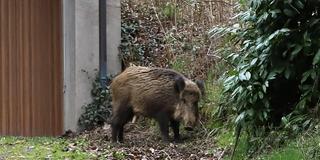 Ein Wildschwein steht am Nachmittag an einer Garage in einem Wohngebiet (Foto: IMAGO / Rene Traut)