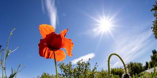 Blühender Klatschmohn bei Sonnenschein auf einem Feld (Foto: IMAGO / Jan Eifert)