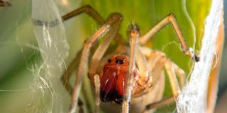 Spinne klettert aus Verpuppung. (Foto: IMAGO / blickwinkel  IMAGO / blickwinkel  IMAGO / blickwinkel  )