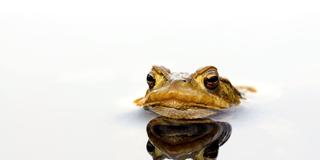 Eine Erdkröte spiegelt sich in der Wasseroberfläche eines Tümpels (Foto: IMAGO / imagebroker)